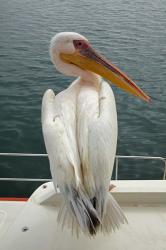 Great White Pelican, Walvis Bay, Namibia, Africa. | Obraz na stenu