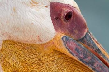 Great White Pelican, Walvis Bay, Namibia | Obraz na stenu