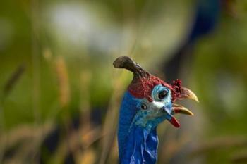 Helmeted Guineafowl, Etosha National Park, Namibia | Obraz na stenu