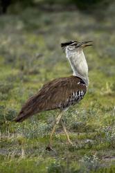 Kori Bustard, Ardeotis kori, Etosha NP, Namibia, Africa. | Obraz na stenu