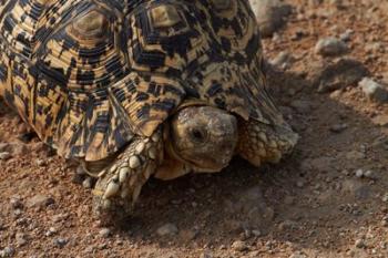 Leopard tortoise, Stigmochelys pardalis, Etosha NP, Namibia, Africa. | Obraz na stenu