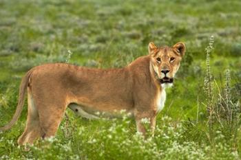 Lioness, Etosha National Park, Namibia | Obraz na stenu