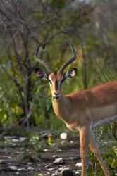 Male Black-faced impala, Etosha National Park, Namibia | Obraz na stenu