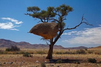 Sociable weavers nest, Namib Desert, Southern Namibia | Obraz na stenu