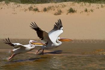 White Pelicans, Sandwich Harbor, Namib-Naukluft, Namibia | Obraz na stenu