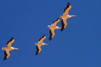 White Pelicans in the sky, Sandwich Harbor, Namibia | Obraz na stenu