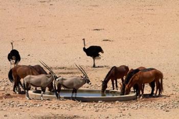 Wildlife at Garub waterhole, Namib-Naukluft NP, Namibia, Africa. | Obraz na stenu