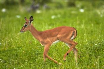 Young Black-faced impala, Etosha National Park, Namibia | Obraz na stenu