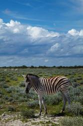 Young Burchells zebra, burchellii, Etosha NP, Namibia, Africa. | Obraz na stenu
