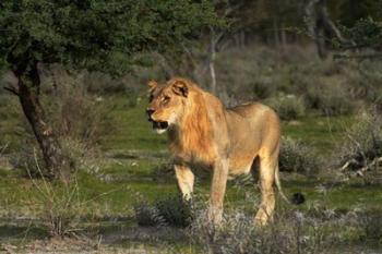 Young male lion, Panthera leo, Etosha NP, Namibia, Africa. | Obraz na stenu