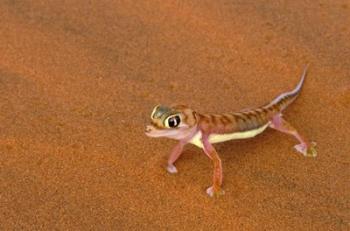 Desert Gecko, Namib Desert, Namibia | Obraz na stenu