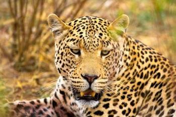 Leopard Profile at Africat Project, Namibia | Obraz na stenu