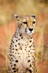 Sitting Cheetah at Africa Project, Namibia | Obraz na stenu