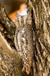African Scops Owl in Tree, Namibia | Obraz na stenu