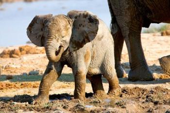 Baby African Elephant in Mud, Namibia | Obraz na stenu