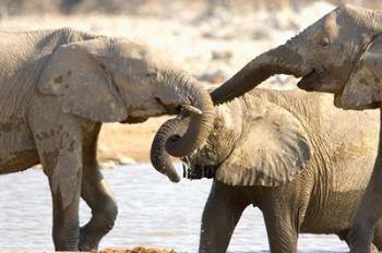 African Elephants at Halali Resort, Namibia | Obraz na stenu