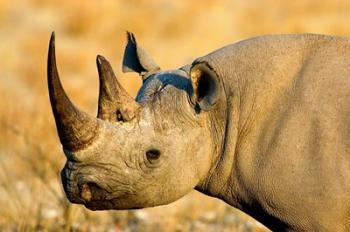 Black Rhinoceros at Halali Resort, Namibia | Obraz na stenu