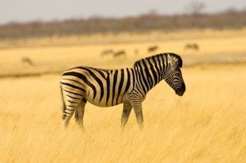 Zebra in Golden Grass at Namutoni Resort, Namibia | Obraz na stenu