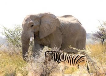 African Elephant and Zebra at Namutoni Resort, Namibia | Obraz na stenu