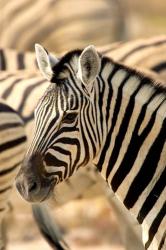 Zebra at Namutoni Resort, Namibia | Obraz na stenu