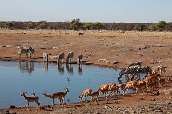 Africa, Namibia, Etosha. Black Faced Impala in Etosha NP. | Obraz na stenu