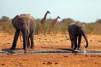 Elephants and giraffes, Etosha, Namibia | Obraz na stenu
