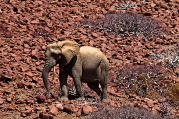 Africa, Namibia, Puros. Desert dwelling elephants of Kaokoland. | Obraz na stenu