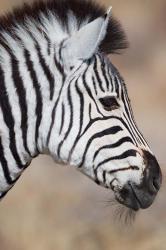 Burchell's Zebra, Etosha National Park, Namibia | Obraz na stenu