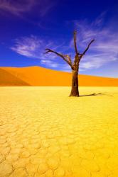 Skeleton Trees in Dead Vlei, Namibia | Obraz na stenu
