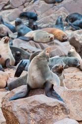 Cape Fur seals, Cape Cross, Skeleton Coast, Kaokoland, Namibia. | Obraz na stenu