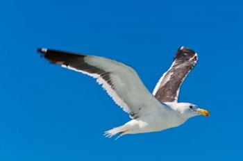 Seagull, Walvis Bay, Erongo Region, Namibia. | Obraz na stenu