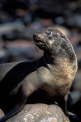 Namibia, Cape Cross Seal Reserve, Fur Seal | Obraz na stenu