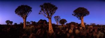 Namibia, Keetmanshoop, Quiver Tree, Kokerboomwoud | Obraz na stenu