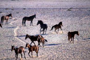 Herd of Wild Horses, Namib Naukluft National Park, Namibia | Obraz na stenu