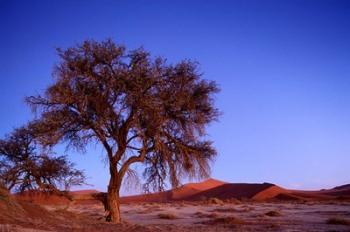Namibia, Namib Naukluft NP, Sossusvlei desert, Tree | Obraz na stenu