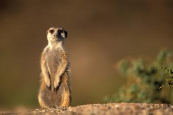 Namibia, Keetmanshoop, Meerkat, mongoose standing up, Namib Desert | Obraz na stenu
