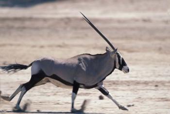 Gemsbok Runs Along Dry Salt Pan, Etosha National Park, Namibia | Obraz na stenu