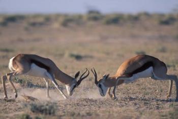 Springbok Sparring, Etosha National Park, Namibia | Obraz na stenu