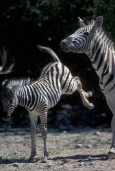Plains Zebra Kicks, Etosha National Park, Namibia | Obraz na stenu