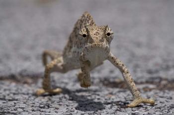 Namibia, Caprivi Strip, Flap Necked Chameleon lizard | Obraz na stenu