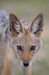 Namibia, Etosha National Park. Black Backed Jackal | Obraz na stenu