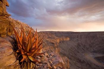 Namibia, Fish River Canyon National Park, desert plant | Obraz na stenu