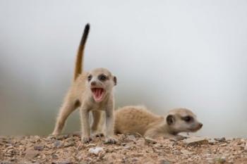 Namibia, Keetmanshoop, Meerkat, mongoose, Namib Desert | Obraz na stenu