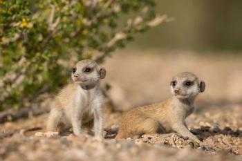 Namibia, Keetmanshoop, Namib Desert, Meerkats lying | Obraz na stenu