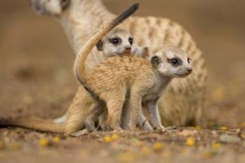 Namibia, Keetmanshoop, Meerkat, Namib Desert, mongoose with babies | Obraz na stenu