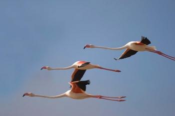 Namibia, Skeleton Coast, Lesser Flamingo tropical birds | Obraz na stenu