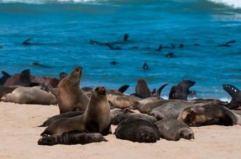 Cape fur seasl, Skeleton Coast NP, Namibia. | Obraz na stenu