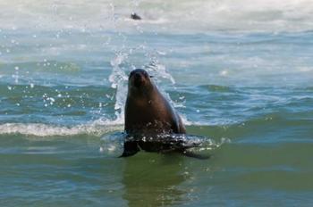 Cape fur seal, Arctocephalus pusilus, Skeleton Coast NP, Namibia. | Obraz na stenu