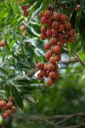 Tropical Litchi Fruit On Tree, Reunion Island, French Overseas Territory | Obraz na stenu