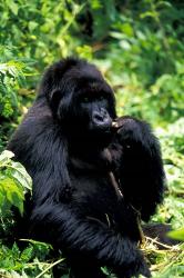 Mountain Gorilla, Virunga Volcanoes National Park, Rwanda | Obraz na stenu